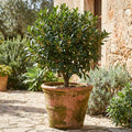 Bay Leaf Tree Live Plant, 1 Year Old Sweet Bay Laurel Laurus Nobilis Tree 8 to 10 Inches, Indoor Outdoor Planting