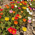 4 Portulaca Plants Live, Moss Rose Flower Plant for Outdoor Garden, Ground Cover Plant for Patio Containers, Borders or Landscape 4-7 Inches (Assorted)