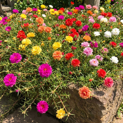 4 Portulaca Plants Live, Moss Rose Flower Plant for Outdoor Garden, Ground Cover Plant for Patio Containers, Borders or Landscape 4-7 Inches (Assorted)