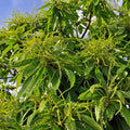 Chestnut Tree Live Plant, Shade Nut Tree, 1-2 Ft Tall