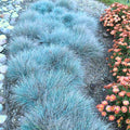 1 Blue Fescue Grass Plant Live for Planting, Ornamental Grass Perennial Garden 5-10 Inch Tall