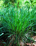 8 Lemongrass Plants Stalks Herb Size 5-9" in Tall, Perennial Lemon Grass Plant, Well Rooted for Planting Indoor Outdoor, No Pot