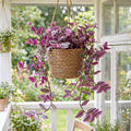 Wandering Jew Plant in 2'' Pot, Tradescantia Plant Live, Tradescantia Trailing Vine, Fast-Growing Indoor Houseplant (Pink Tradescantia Nanouk)