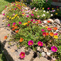 Set 4 Mixed Portulaca Plants 4-7 Inches, Vibrant, Low Maintenance Moss Rose Flowers for Garden Beds, Containers and Patios