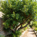 Bay Leaf Laurel Trees, Sweet Bay Leaf Plants, Laurus Nobilis Indoor Outdoor Planting 8-10 Inches