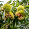 Chestnut Live Plant, Starter Nut Tree, 6-12 Inch Tall