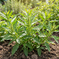 Epazote Live Plant, Epazote Herb Plant Starter 4 Inch Pot, Indoor Outdoor Planting