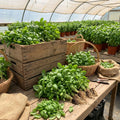 Sweet Basil Live Plant, Live Basil Herb Plant, Ready to Grow Indoor Outdoor, Well Rooted Herbs 3-5 Inches Tall