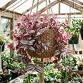 Tradescantia Plant Live 4'' Pot, Variegated Wandering Jew, Tradescantia Hanging Vine, Indoor Houseplant for Planting (Pink Wandering Jew)