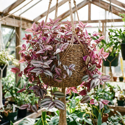 Tradescantia Plant Live 4'' Pot, Variegated Wandering Jew, Tradescantia Hanging Vine, Indoor Houseplant for Planting (Pink Wandering Jew)