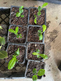 4 Months Old Meyer Lemon Tree Live Plant Seedling Potted, Starter Plant 2 to 3 Inch Tall, Tropical Fruit Outdoor Plant Zones 5-9, Yellow Lemon Lime, Very Hardy, Fragrant Citrus