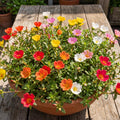 4 Portulaca Plants Live, Moss Rose Flower Plant for Outdoor Garden, Ground Cover Plant for Patio Containers, Borders or Landscape 4-7 Inches (Assorted)