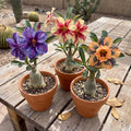3 Mixed Desert Rose Live Plants 4-6” Tall, Rare Adenium Obesum, Indoor Outdoor Flowering Houseplants