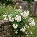 White Mini Rose Plant Live in 4 Inch Pot, Miniature Rose Flower Plant for Indoor Outdoor Garden, Patio and Home Decor, 4-6 Inches