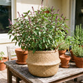 2 Basil Herb Plants in 4 Inch Pot, Live Basil Plant for Gardening, Compact Herb for Indoor Outdoor Containers, 4-6 Inches Starter Plants