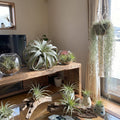 Set 12 Air Plants Live, Assorted Tillandsia Plants for Indoor Decor, Terrariums, Office and Home Display