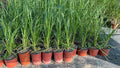 10 Perennial Lemon Grass Plants Live, Lemongrass Plants Stalks, Ready to Plant Herb, Size 5-9" in Tall, Well Rooted for Planting Outdoor, Full Sun