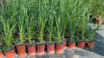 10 Perennial Lemon Grass Plants Live, Lemongrass Plants Stalks, Ready to Plant Herb, Size 5-9" in Tall, Well Rooted for Planting Outdoor, Full Sun