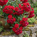 Red Mini Rose Plant Live in 4 Inch Pot, Miniature Rose Flower Plant for Indoor Outdoor Garden, Patio and Home Decor, 4-6 Inches