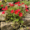 4 Portulaca Plants Live, Moss Rose Flower Plant for Outdoor Garden, Ground Cover Plant for Patio Containers, Borders or Landscape 4-7 Inches (Red)