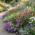 2 Assorted Verbena Plants Live in 4 Inch Pot, Outdoor Flower Plant for Patio Pots, Garden Beds, Borders, 3-6 Inches