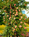 Live Apricot Orange-Pink Rose Bush Plant Live Shrub Rebloomer, Fragrant Rose Bushes Plant Live, Rose for Planting, Starter Size, 4 to 10 Inc Tall