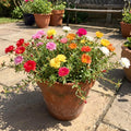 2 Random Moss Rose Plant Live in 4 Inch Pot, Portulaca Flower Plant for Garden Beds, Patio Containers and Outdoor Growing, 4-7 Inches