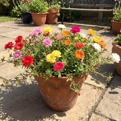 2 Random Moss Rose Plant Live in 4 Inch Pot, Portulaca Flower Plant for Garden Beds, Patio Containers and Outdoor Growing, 4-7 Inches