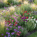 2 Assorted Verbena Plants Live in 4 Inch Pot, Outdoor Flower Plant for Patio Pots, Garden Beds, Borders, 3-6 Inches