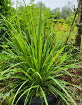 10 Perennial Lemon Grass Plants Live, Lemongrass Plants Stalks, Ready to Plant Herb, Size 5-9" in Tall, Well Rooted for Planting Outdoor, Full Sun
