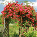 Red Climbing Rose Live Plant, Can Grow As Rose Bushes Shrubs, Fragrant Ready to Plant, Starter Size, 5 to 10 Inc Tall, Dormant in Winter