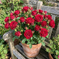 Red Mini Rose Plant Live in 4 Inch Pot, Miniature Rose Flower Plant for Indoor Outdoor Garden, Patio and Home Decor, 4-6 Inches