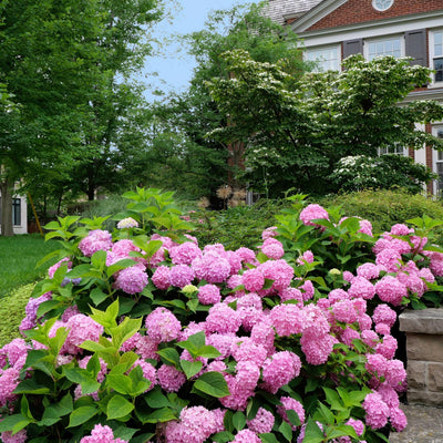 Pink Hydrangea Bush Live Plant, Live Flowering Shrub, 1-1.5 Ft Tall
