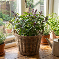 Basil Plant Live in 4'' Pot, Fragrant Basil Herb for Container, Patio or Indoor Growing, Fast Growing, Ready to Grow Herbs