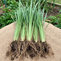 5 Lemongrass Plants Well Rooted, Lemon Grass Herb Stalks 5-8" Tall, Perennial Lemongrass for Growing Outdoor