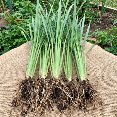 5 Lemongrass Plants Well Rooted, Lemon Grass Herb Stalks 5-8" Tall, Perennial Lemongrass for Growing Outdoor