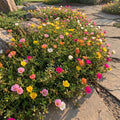3 Moss Rose Plants Live in 4'' Pot, Random Color Portulaca Flowers for Patio Pots, Garden Borders and Containers, 4-7 Inch Tall