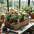 Random Mini Rose Plant Live in 4 Inch Pot, Miniature Rose Flower Plant for Indoor Outdoor Garden, Patio and Home Decor, 4-6 Inches