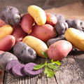 Mix Color Seed Potatoes for Planting Outdoors, 2 Pound Heirloom Potatoes, Heirloom Easy to Plant