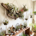 Set 15 Mixed Air Plants Live, Tillandsia Assortment for Indoor Display, Terrarium Kits, Office and Home Decor, 2-3 Inches