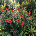 4 Mexican Petunia Live Plants 4–7 Inches Tall, Mexican Petunia Flowering Plants for Borders, Beds or Landscape (Red)