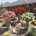Desert Rose Live Plant, Adenium Desert Rose 4-8'' Tall, Hardy Flowering Succulent for Indoor Outdoor Gardens (Random Color Flowers)