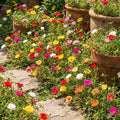3 Moss Rose Plants Live in 4'' Pot, Random Color Portulaca Flowers for Patio Pots, Garden Borders and Containers, 4-7 Inch Tall