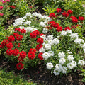 Mix Verbena Plant Live in 4 Inch Pot, Flowering Plant for Garden Beds, Patio Containers, Hanging Baskets
