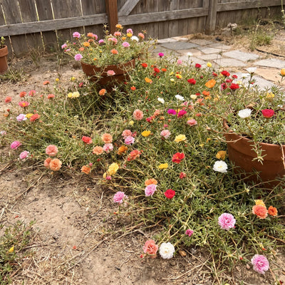 Set 4 Mixed Portulaca Plants 4-7 Inches, Vibrant, Low Maintenance Moss Rose Flowers for Garden Beds, Containers and Patios