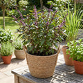 Basil Plant Live in 4'' Pot, Fragrant Basil Herb for Container, Patio or Indoor Growing, Fast Growing, Ready to Grow Herbs