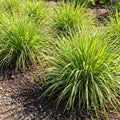 5 Lemongrass Plants Well Rooted, Lemon Grass Herb Stalks 5-8" Tall, Perennial Lemongrass for Growing Outdoor