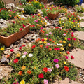 2 Random Moss Rose Plant Live in 4 Inch Pot, Portulaca Flower Plant for Garden Beds, Patio Containers and Outdoor Growing, 4-7 Inches