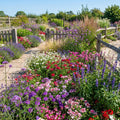2 Assorted Verbena Plants Live in 4 Inch Pot, Outdoor Flower Plant for Patio Pots, Garden Beds, Borders, 3-6 Inches