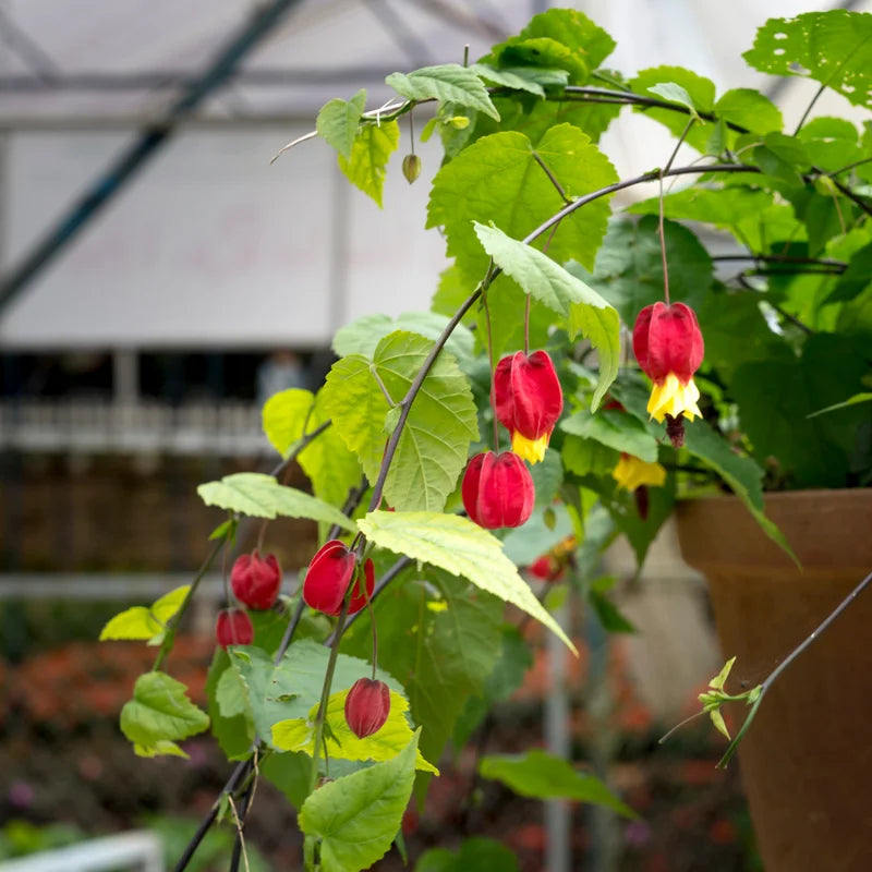 Abutilon Lantern Plant Live Red Trailing Vine Plug 2-4 Inches Well Rooted